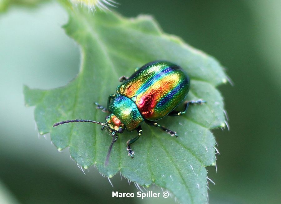 Chrysolina fastuosa - foto e video